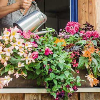Sommer im Kasten: Blumenkästen richtig bepflanzen